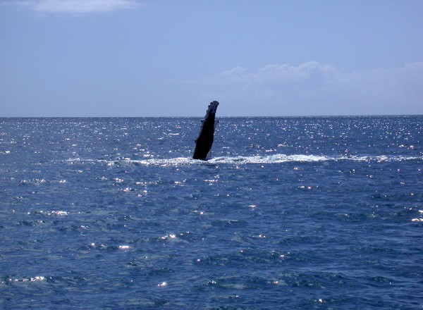 Humpback Whale